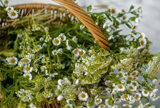 白葛药材种植方法,让你轻松成为种植达人!