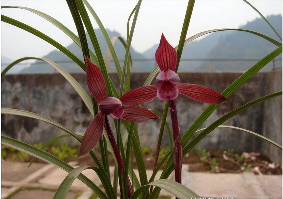 顶级红素——醉红素兰花,花香动人心弦,花色娇艳欲滴