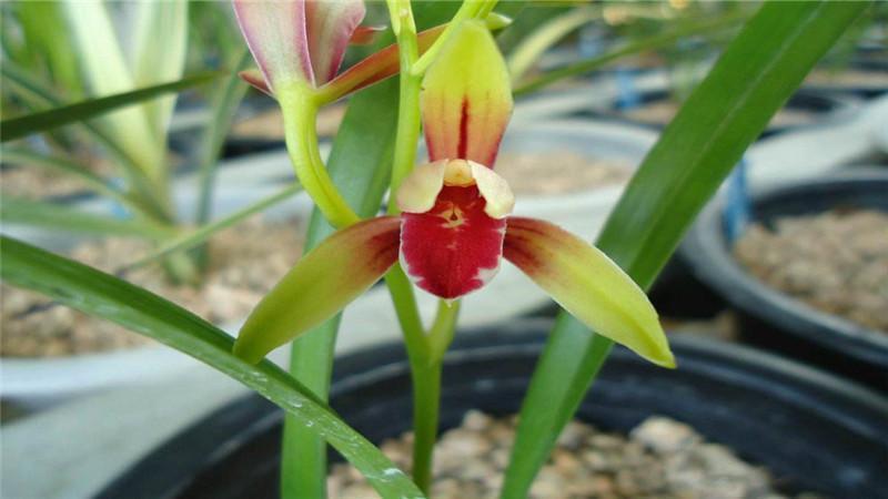 国兰"四大天王"之国魂,是建兰经典红素,花开后兰香浓郁