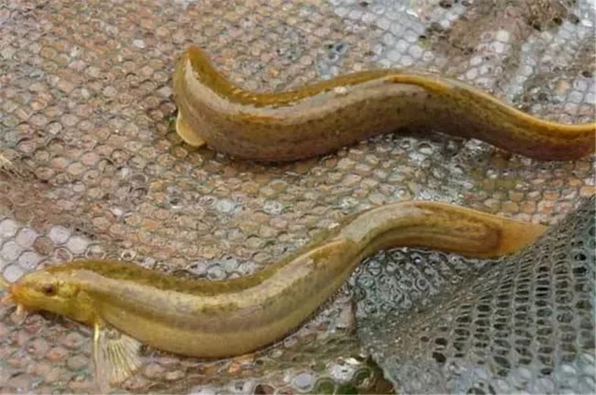 男子听说鲶鱼可以通厕所,买来鲶鱼加"开水"倒入,结局不淡定了