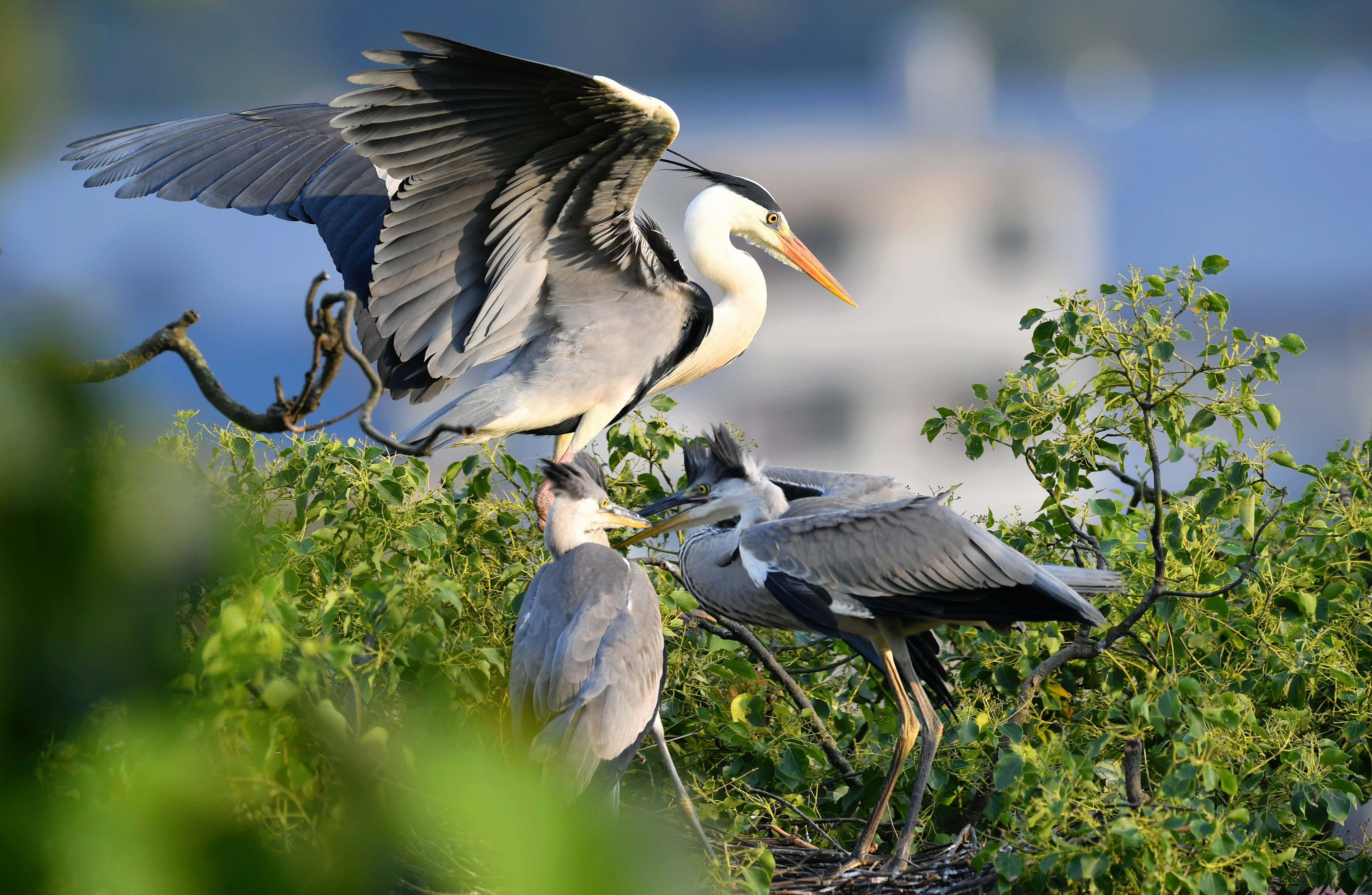 一个小渔村的"人鸟和谐"画卷(9)