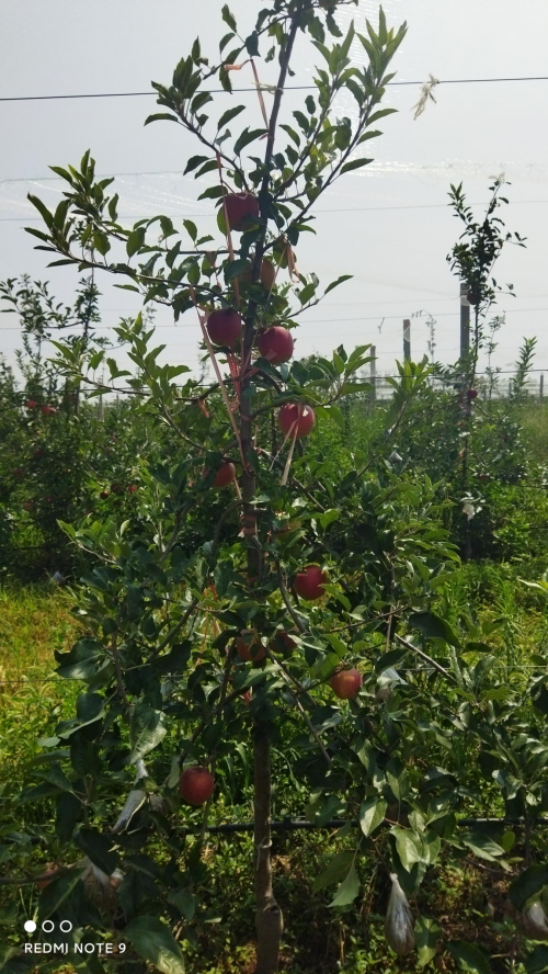 扶风县天度镇齐亚宁:巧经营迎来苹果丰收季