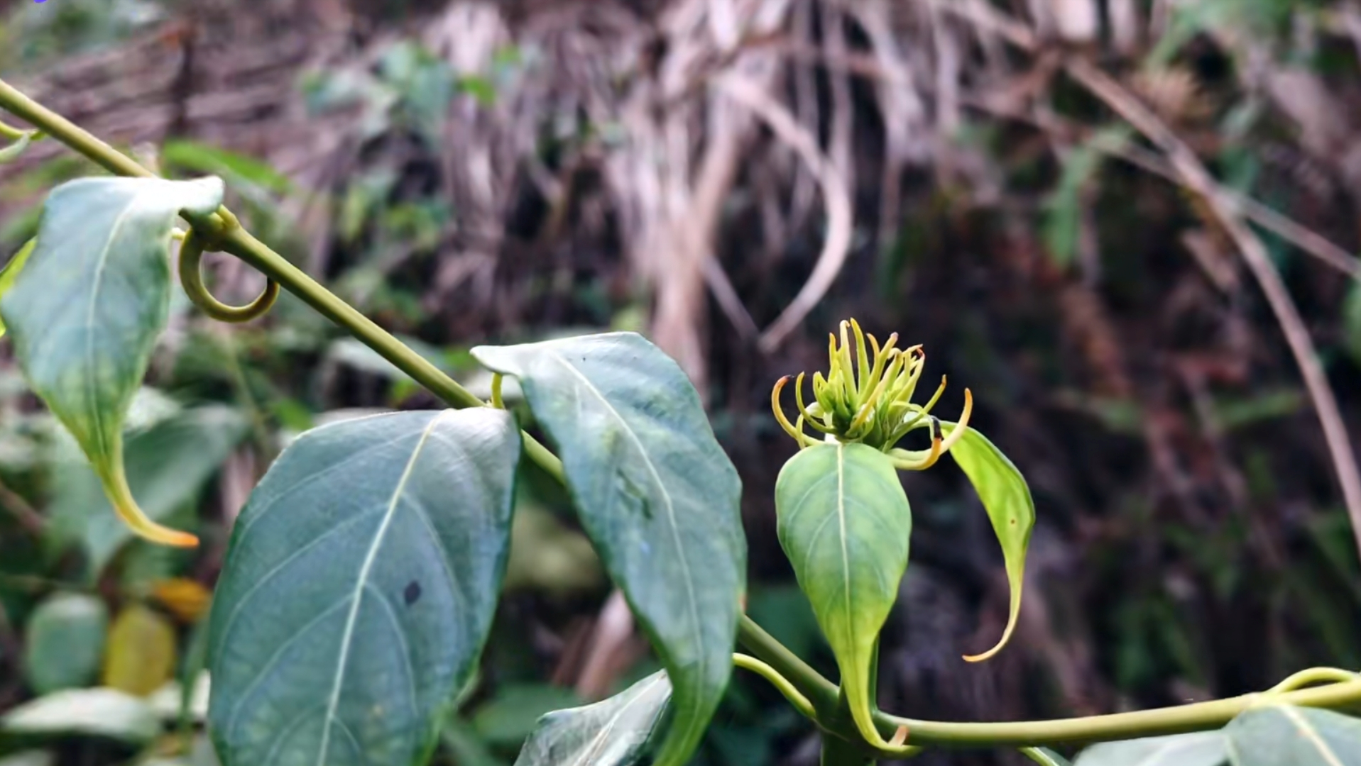 农村这种植物,叶子像断肠草勾纹,人称"钩藤",很多人不认识