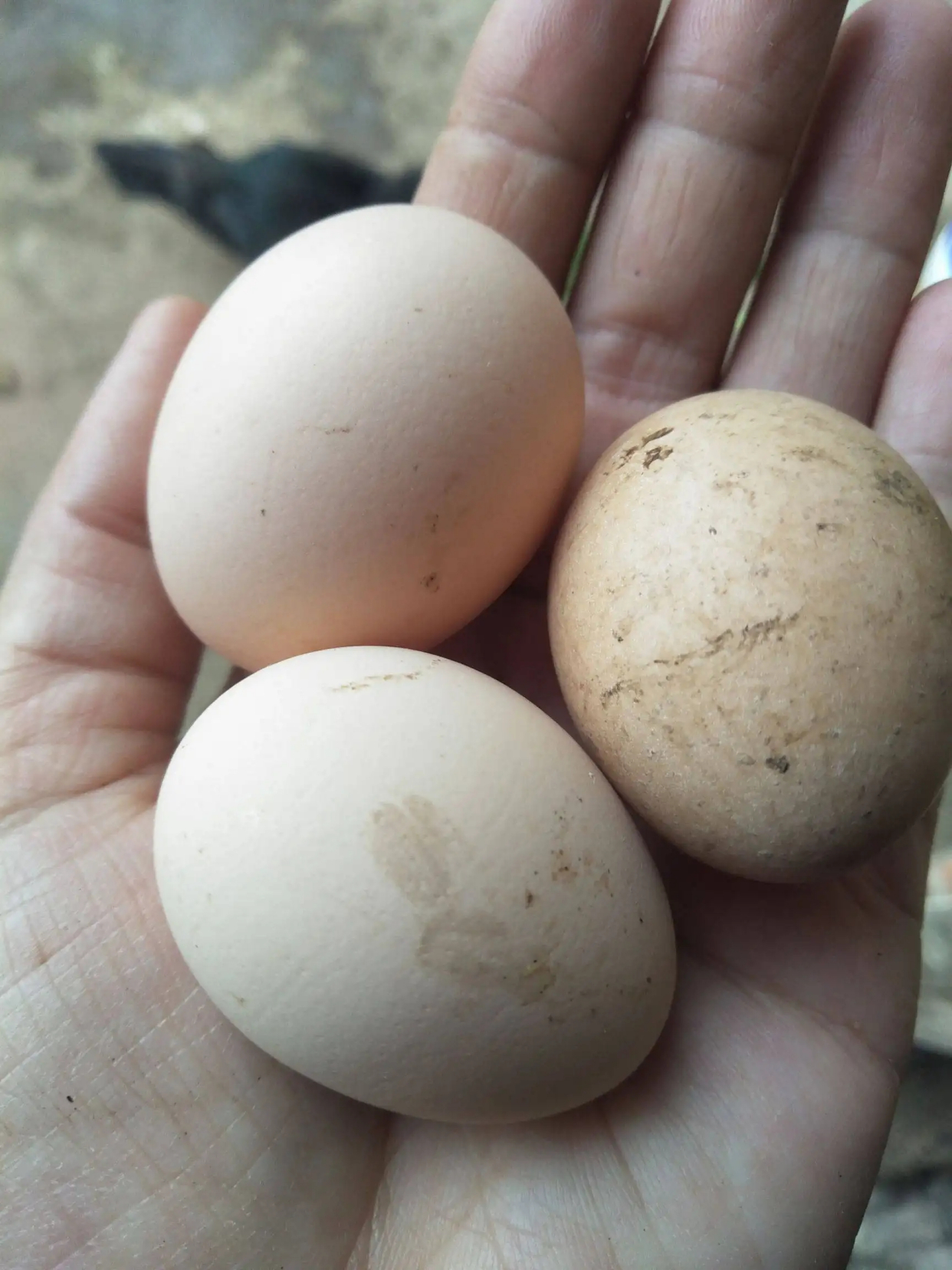 把喜鹊蛋换成鸡蛋竟然能孵出小鸡,这是什么原理?