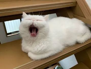 我寻思一只猫打哈欠能有多凶,直到……对不起,我心死了!