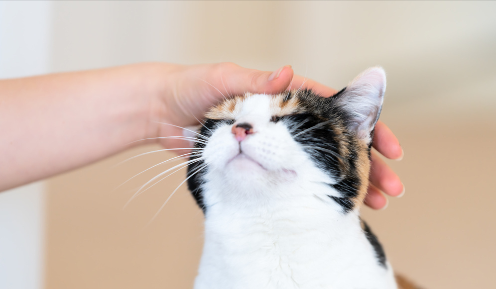 太神奇了!原来你摸猫咪的"头部",它是这样认为的