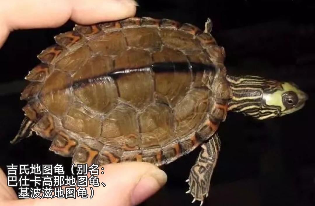 地图龟是龟界的哈士奇,也是适合新手饲养的观赏龟,地图龟有13种