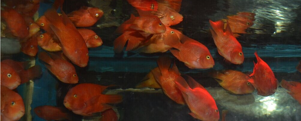 普通小红鱼怎么养?