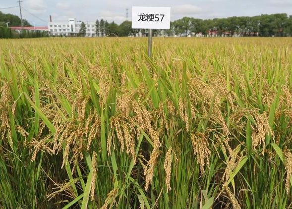 龙粳1539水稻种子图片
