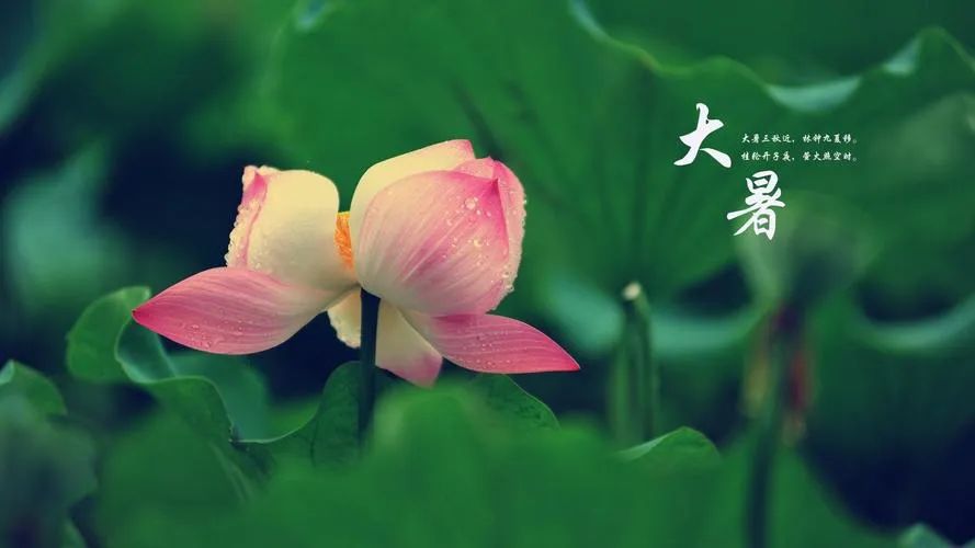 大暑至|安氏亚森板材让家与清凉邂逅