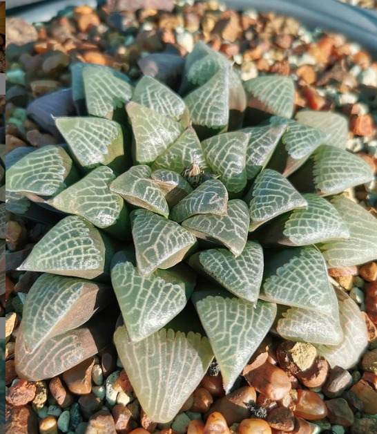 超好看的贝叶寿haworthia bayeri