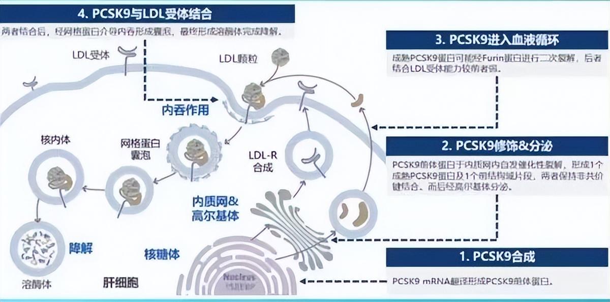 国产pcsk9抑制剂,即将迎来商业爆发?