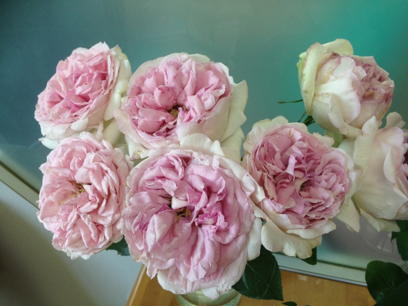 伊芙克莱尔,属于比较老的伊芙品种