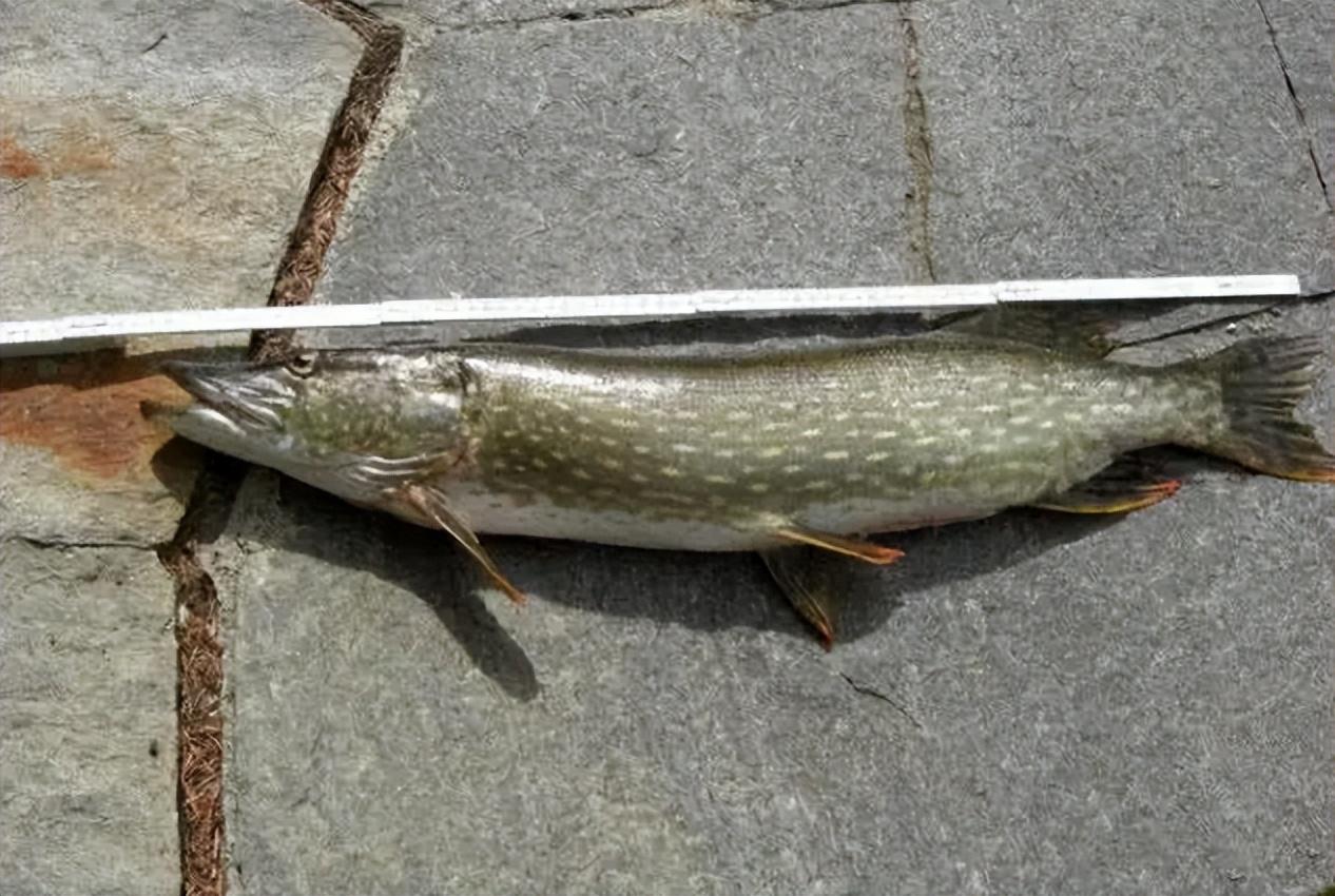 被叫水下疯狗2021年黄河被狗鱼入侵据说寿命可达70岁