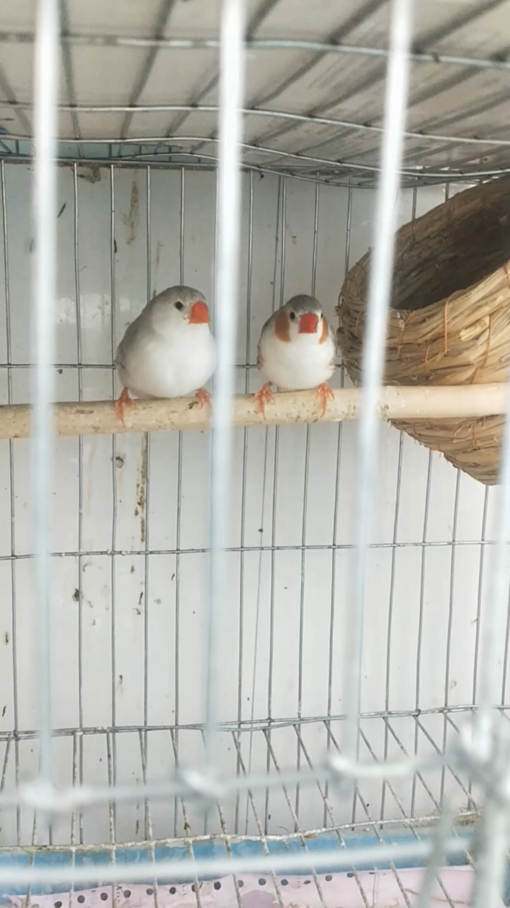 美丽可爱的企鹅珍珠鸟