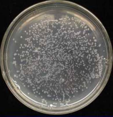 lb培养基中文名是什么