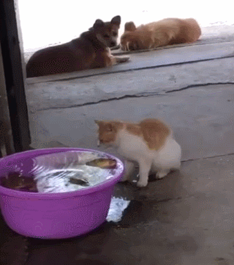 搞笑段子:猫咪,看你那小表情,是不是太倔强了!