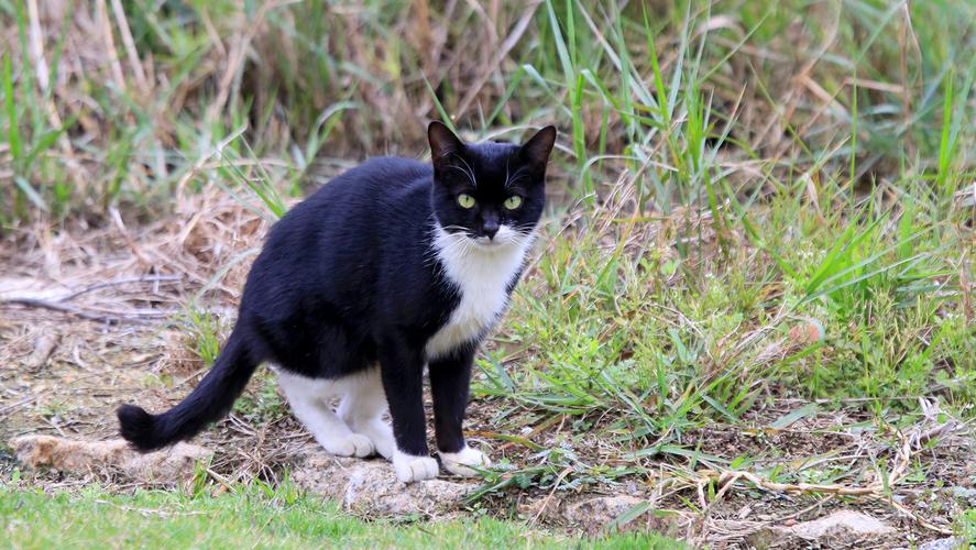 家猫和野猫的区别