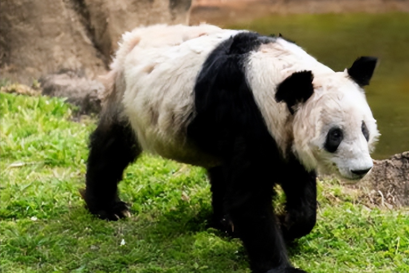 回顾:熊猫禄禄仔因绳子绕颈7小时无人发现,窒息死亡