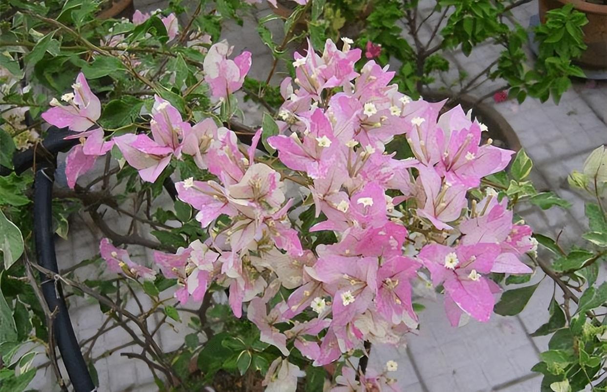 三角梅界的"贵族"—金心双色,花叶共赏,放在家中有格调