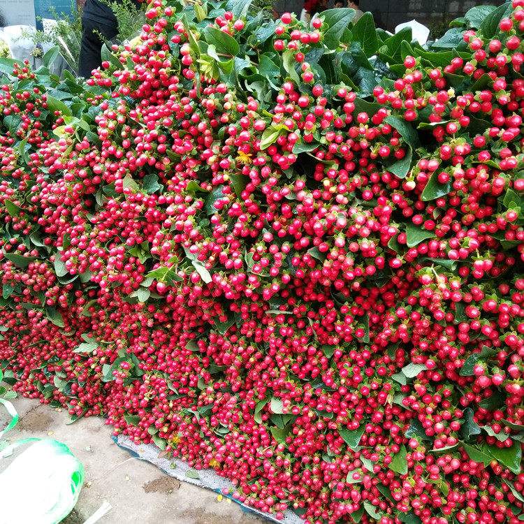 红色豆豆的花叫什么