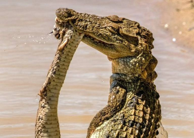 蟒蛇渡河不巧被鳄鱼盯上,瞬间爆发生死大战,身体被咬的"稀碎"