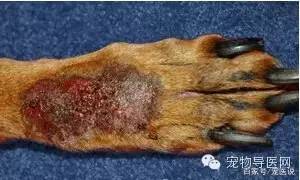 14种宠物常见皮肤病图文大全！（最全版）-16种宠物常见皮肤病图文大全