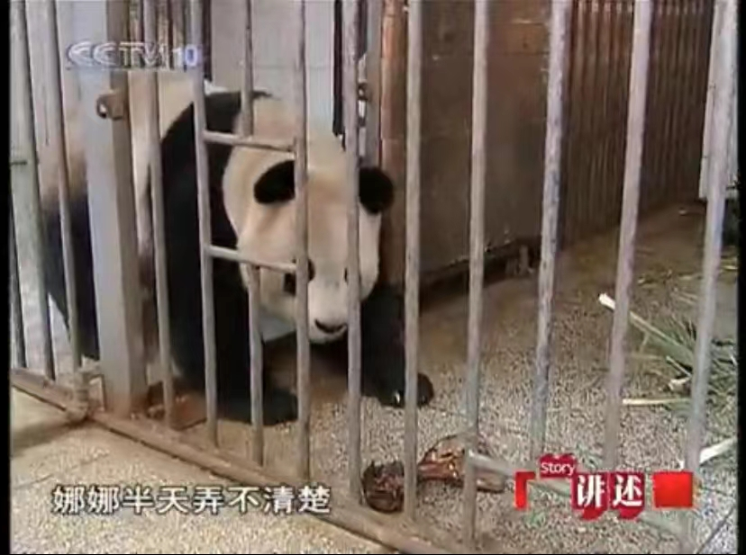 但是这个大熊猫为什么不吃竹子反而下山开始吃骨头呢?