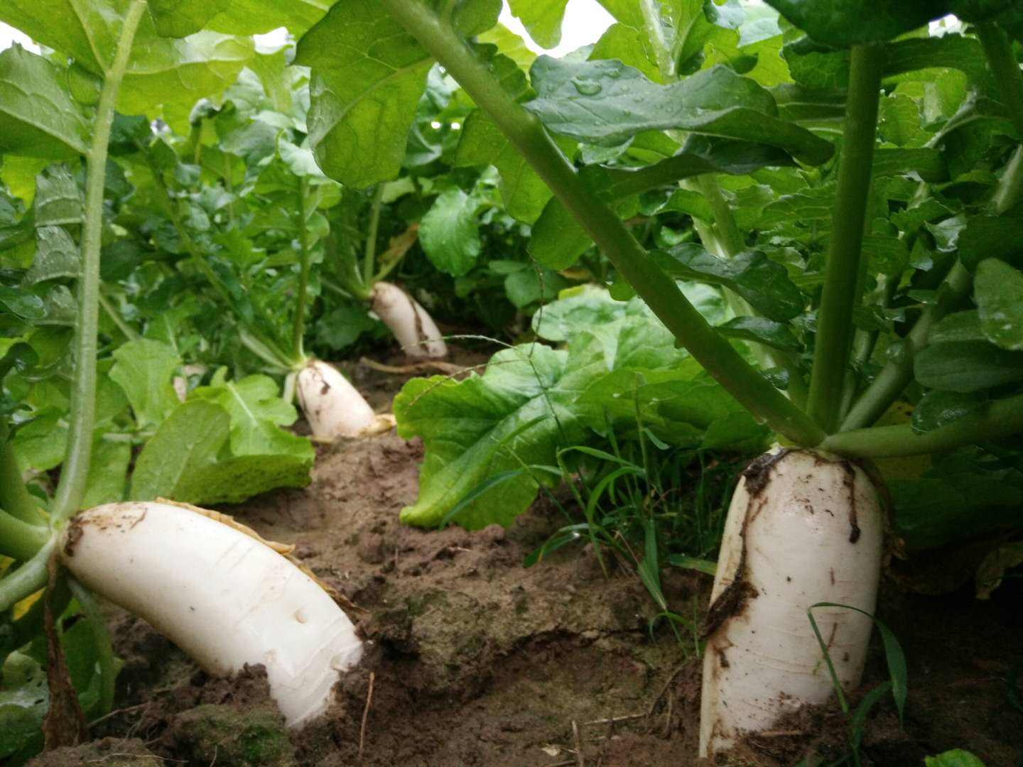 提醒:这几种食物,建议不要和萝卜一起吃