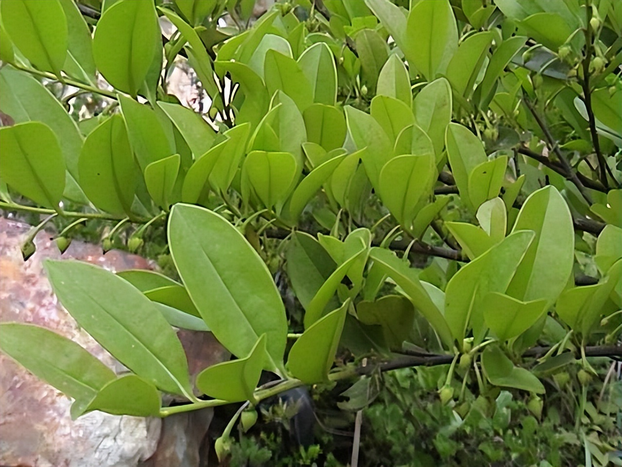 农村这种黄瑞木,被誉为"祭神贡品",出口到国外,农民却不知道