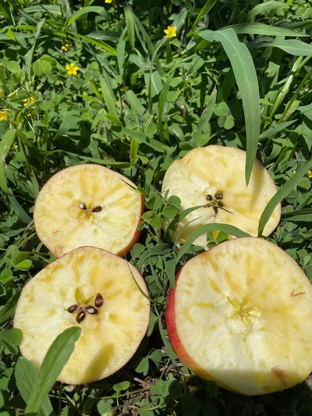 云南昭通野生小苹果,好像有魔力一样,能引起一群人的躁动