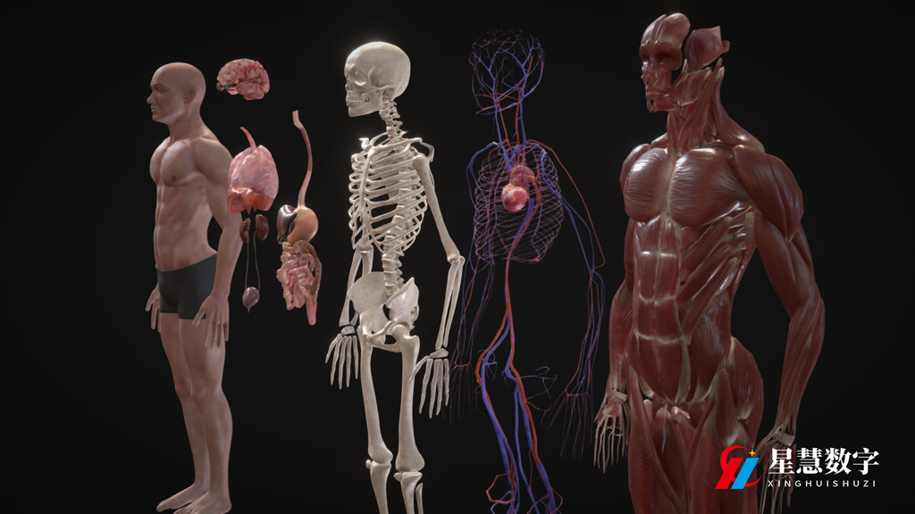 3d人体解剖软件是21世纪医学教育的重要工具