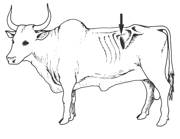 为何在牛身上开洞,人类还伸手进去掏,牛不会痛吗?