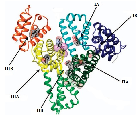 人血清白蛋白(hsa)检测试剂盒(酶联免疫法),提高检测准确性