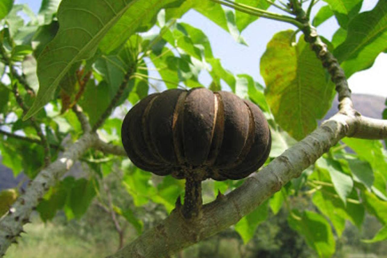 沙盒树究竟有多恐怖?果实爆炸相当于中型炸弹,毒液可致人类失明