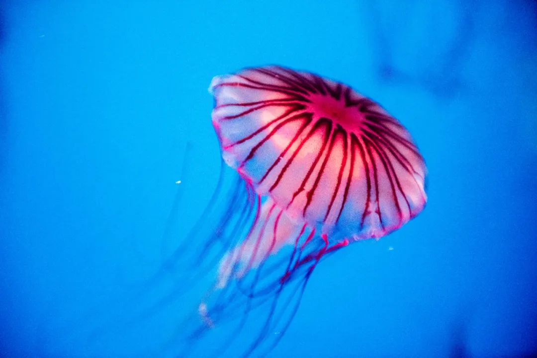 南极企鹅馆 主打极地企鹅展示,能看到世界水母海洋馆水母三年级科学