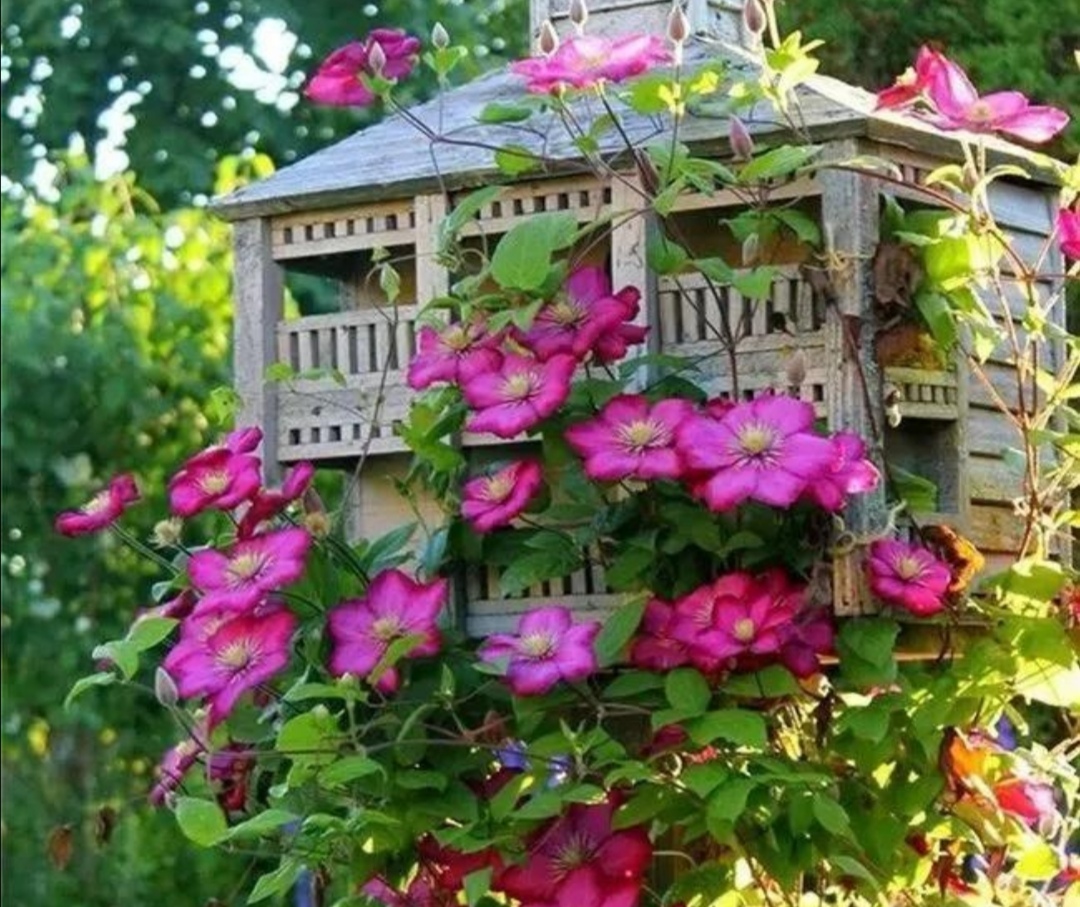 院子里栽4种"爬藤花",花期开出一面大花墙,漂亮又壮观