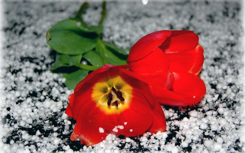 《东宫美人萧礼岑漪澜》完结小说~全集阅读