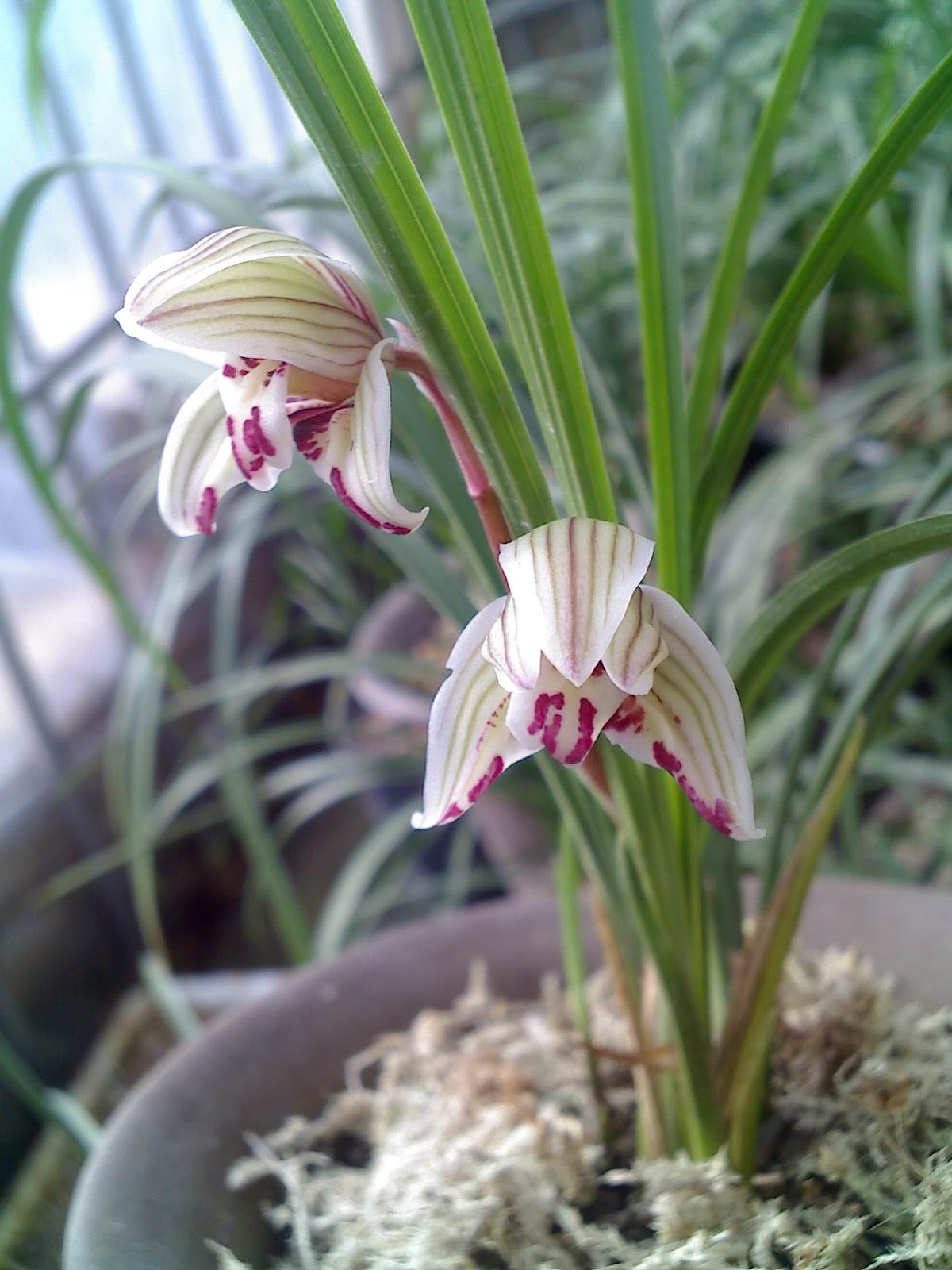 莲瓣兰剑阳蝶"天下第一蝶花",花开犹如彩蝶飞舞,让人赏心悦目