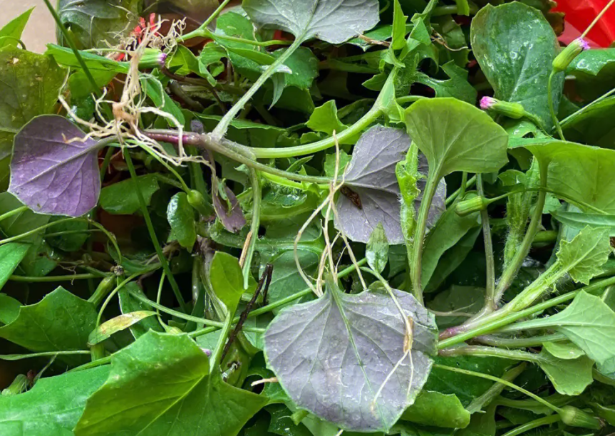 一点红,也叫叶下红,羊蹄草,有3项作用,农民朋友要了解!