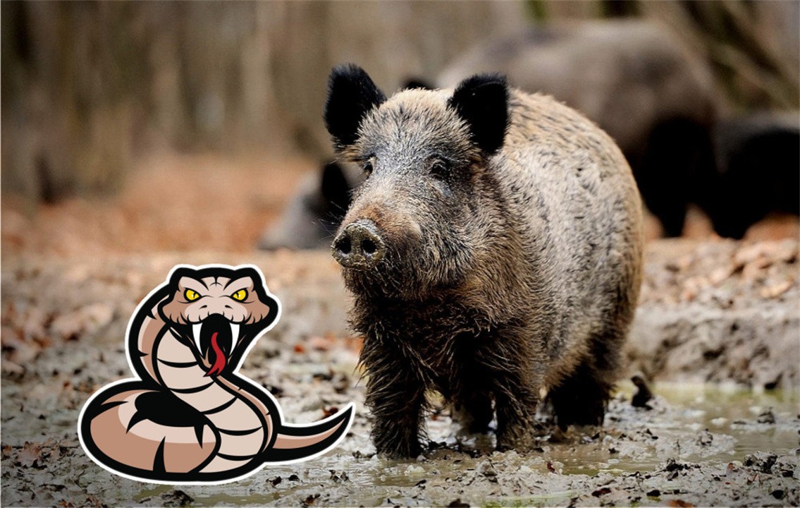 老人说蛇遇猪吓得哭,有科学依据吗,猪吃下毒蛇为何啥事也没有?