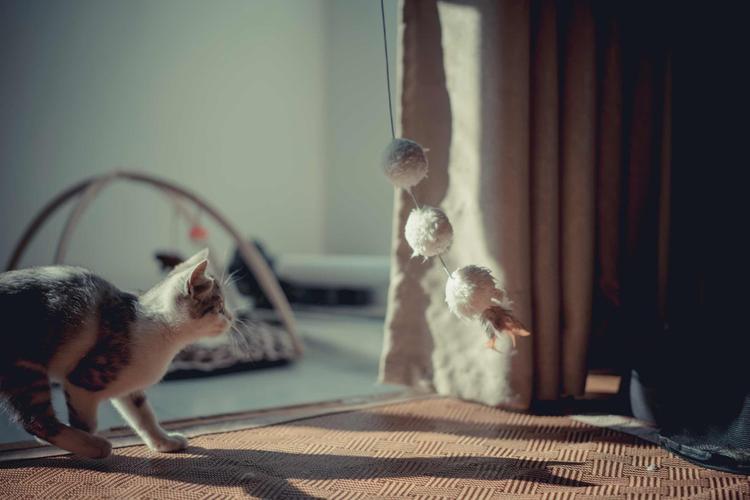 钟南山院士也推荐"养猫",原来是有这十个好处!