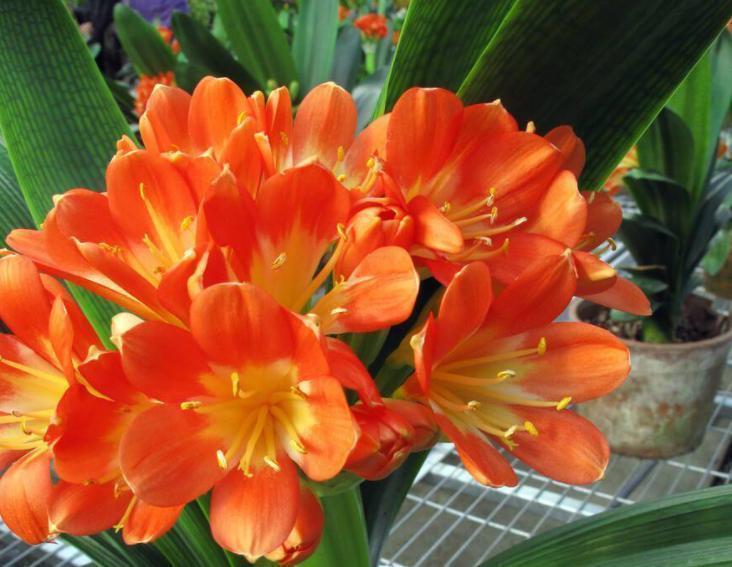 君子兰"砍一刀",憋出十个芽,乱花渐欲迷人眼,长成大群兰