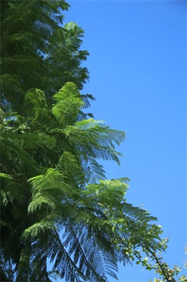 快收藏!成都市龙泉驿区东山国际小学校园风景大片火热出炉