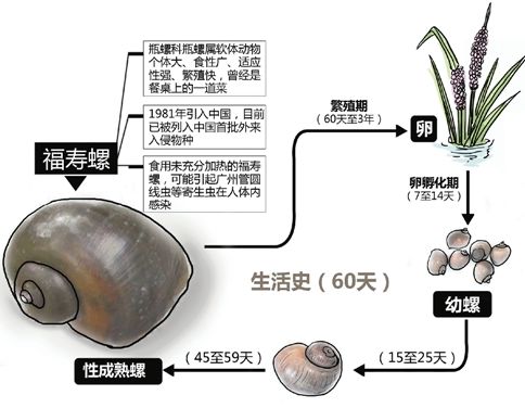 广州多地福寿螺泛滥,1只螺里6000虫,为何寄生虫都偏爱福寿螺?