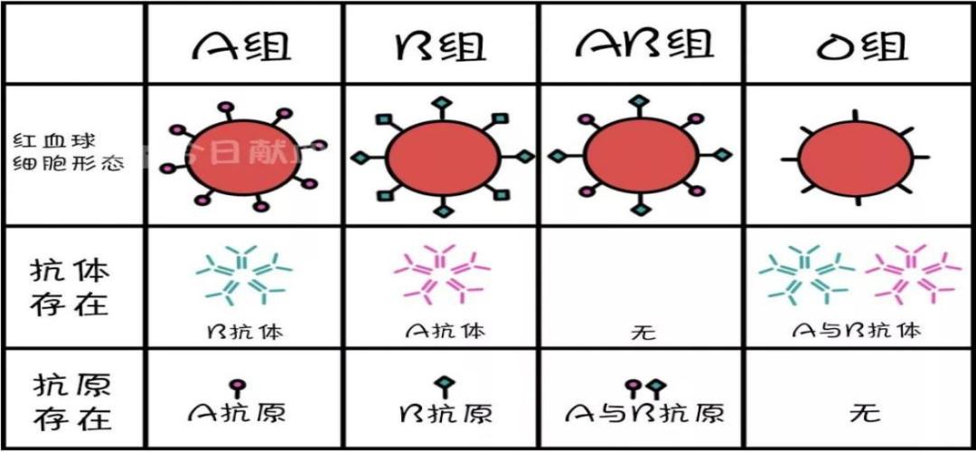 什么是熊猫血型 baijiahao.baidu.com