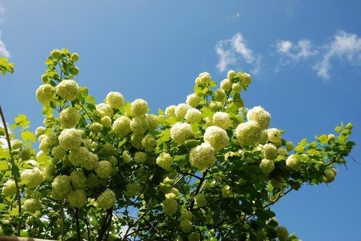 養棵中華木繡球,只需簡單養護,就能開個