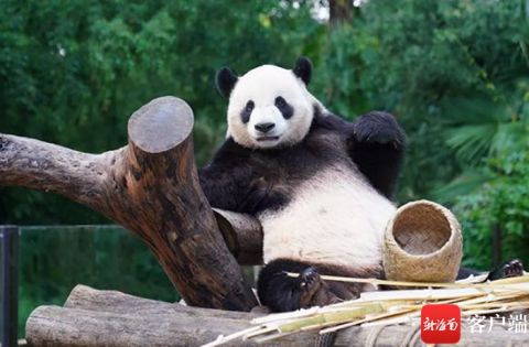 熊猫大象元宵节吃啥?营养果蔬,定制"五彩汤圆".它们这样过元宵节