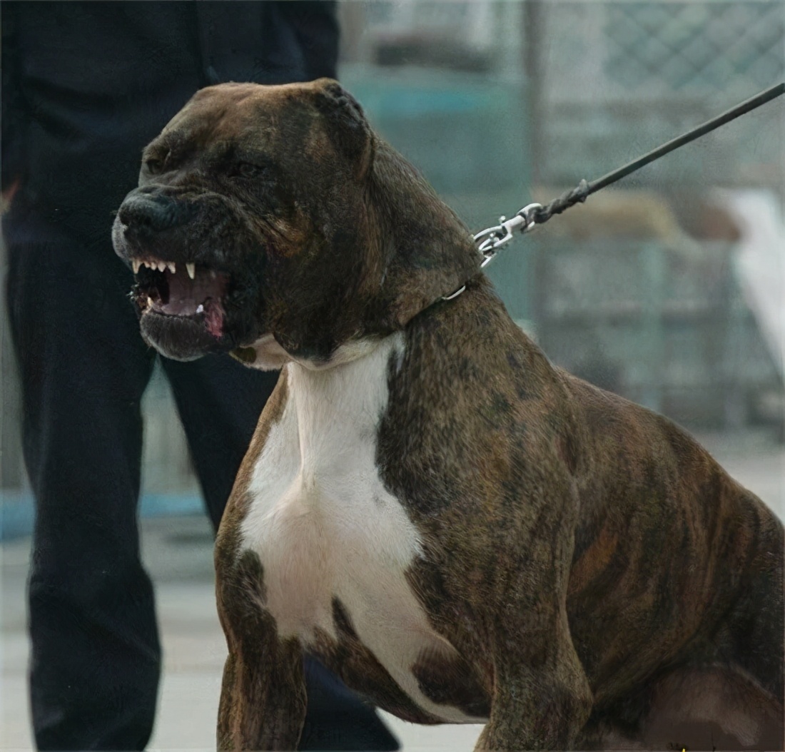 这四种狗是"村中恶霸",碰到都要绕路走