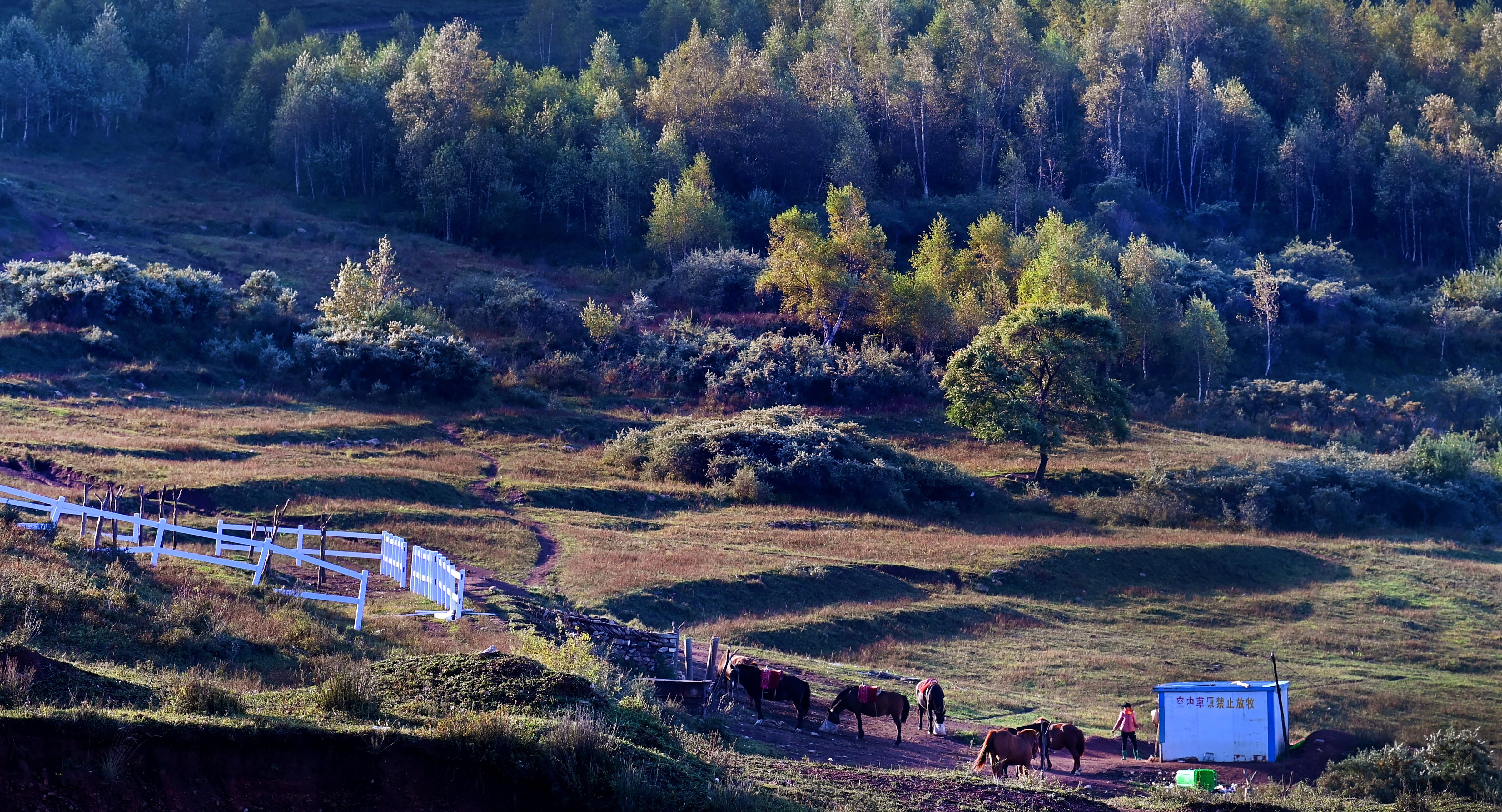 山西灵丘:"空中草原"秋意浓